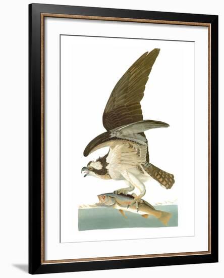 Audubon: Osprey-John James Audubon-Framed Giclee Print