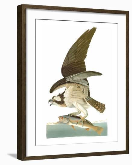 Audubon: Osprey-John James Audubon-Framed Giclee Print