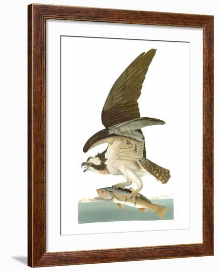 Audubon: Osprey-John James Audubon-Framed Giclee Print