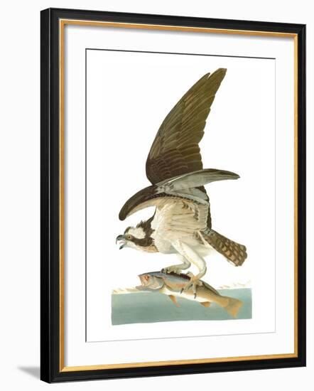 Audubon: Osprey-John James Audubon-Framed Giclee Print