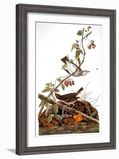 Audubon: Ovenbird-John James Audubon-Framed Giclee Print