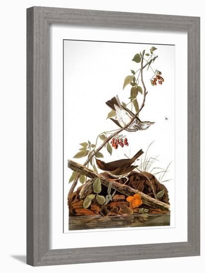 Audubon: Ovenbird-John James Audubon-Framed Giclee Print