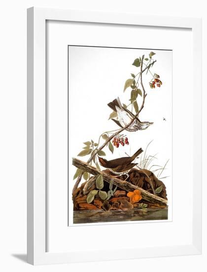 Audubon: Ovenbird-John James Audubon-Framed Giclee Print