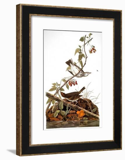 Audubon: Ovenbird-John James Audubon-Framed Giclee Print