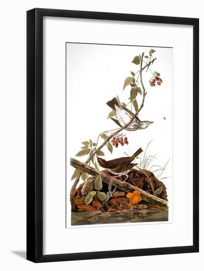 Audubon: Ovenbird-John James Audubon-Framed Giclee Print