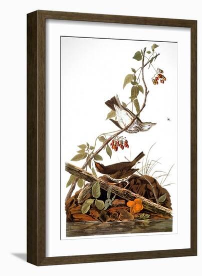 Audubon: Ovenbird-John James Audubon-Framed Giclee Print