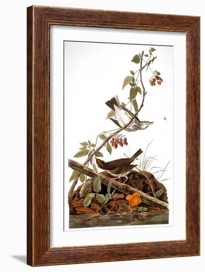 Audubon: Ovenbird-John James Audubon-Framed Giclee Print