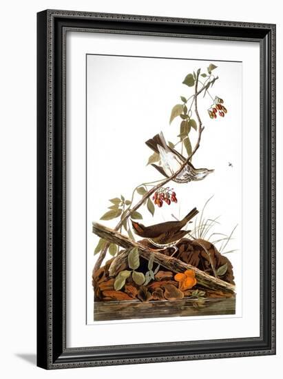 Audubon: Ovenbird-John James Audubon-Framed Giclee Print