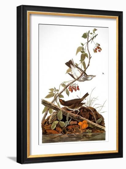 Audubon: Ovenbird-John James Audubon-Framed Giclee Print