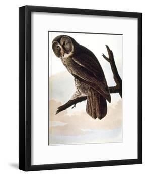 Audubon: Owl-John James Audubon-Framed Giclee Print