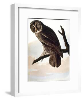 Audubon: Owl-John James Audubon-Framed Giclee Print
