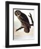 Audubon: Owl Giclee Print by John James Audubon | Art.com