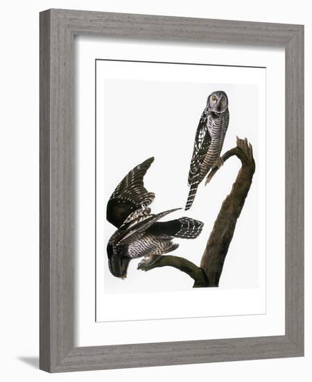 Audubon: Owl-John James Audubon-Framed Giclee Print