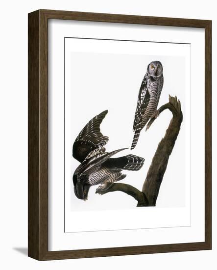 Audubon: Owl-John James Audubon-Framed Giclee Print