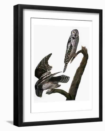 Audubon: Owl-John James Audubon-Framed Giclee Print