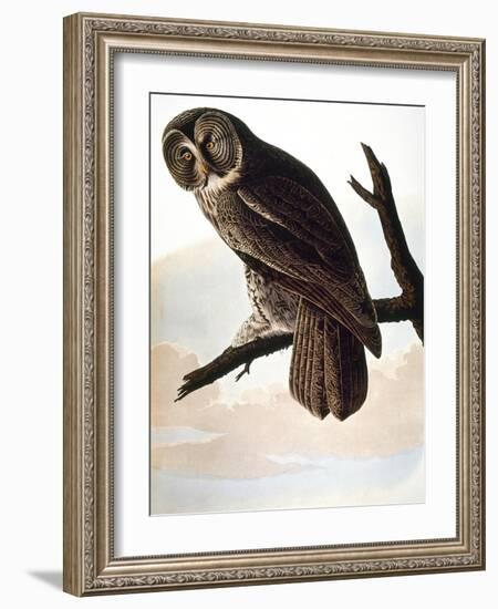 Audubon: Owl-John James Audubon-Framed Giclee Print