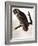 Audubon: Owl-John James Audubon-Framed Giclee Print