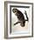 Audubon: Owl-John James Audubon-Framed Giclee Print