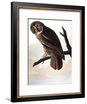 Audubon: Owl-John James Audubon-Framed Giclee Print