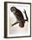 Audubon: Owl-John James Audubon-Framed Giclee Print