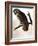 Audubon: Owl-John James Audubon-Framed Giclee Print