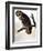 Audubon: Owl-John James Audubon-Framed Giclee Print