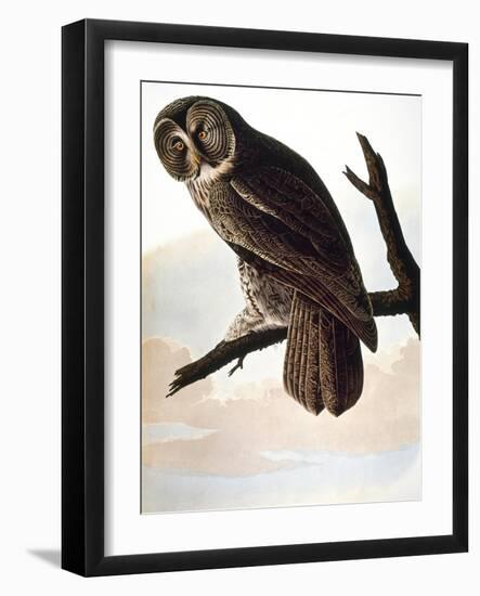 Audubon: Owl-John James Audubon-Framed Giclee Print