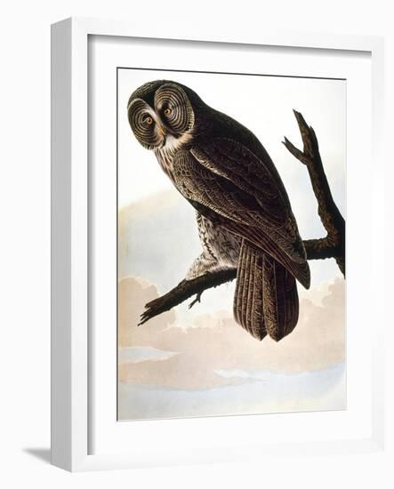 Audubon: Owl-John James Audubon-Framed Giclee Print