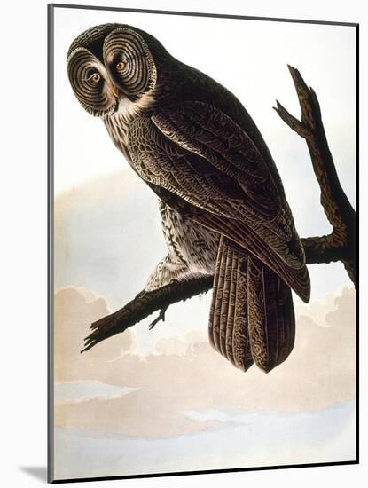 Audubon: Owl-John James Audubon-Mounted Giclee Print