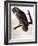 Audubon: Owl-John James Audubon-Framed Giclee Print