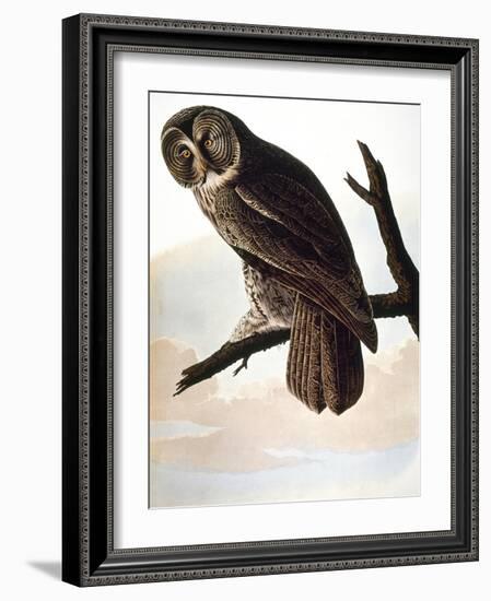 Audubon: Owl-John James Audubon-Framed Giclee Print