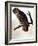 Audubon: Owl-John James Audubon-Framed Giclee Print