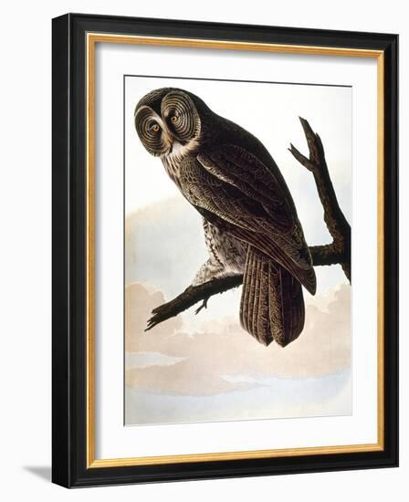 Audubon: Owl-John James Audubon-Framed Giclee Print