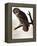 Audubon: Owl-John James Audubon-Framed Premier Image Canvas