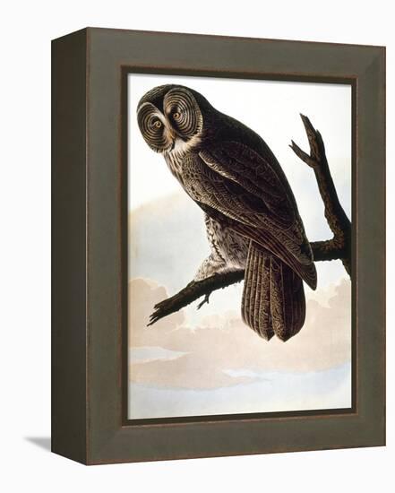 Audubon: Owl-John James Audubon-Framed Premier Image Canvas