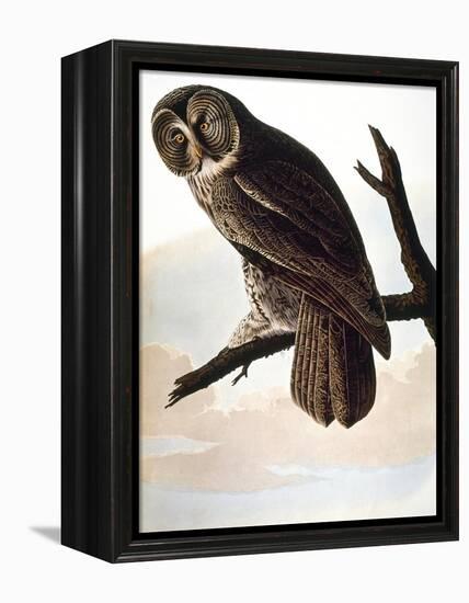 Audubon: Owl-John James Audubon-Framed Premier Image Canvas