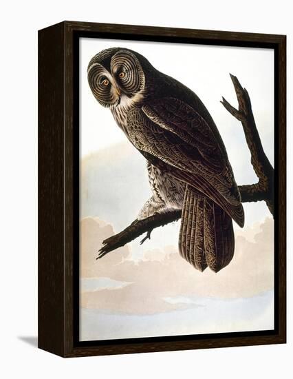 Audubon: Owl-John James Audubon-Framed Premier Image Canvas