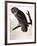 Audubon: Owl-John James Audubon-Framed Premium Giclee Print