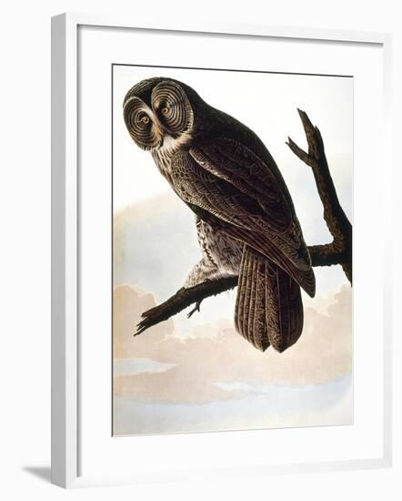 Audubon: Owl-John James Audubon-Framed Giclee Print