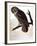 Audubon: Owl-John James Audubon-Framed Giclee Print