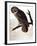 Audubon: Owl-John James Audubon-Framed Giclee Print