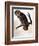 Audubon: Owl-John James Audubon-Framed Giclee Print