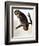 Audubon: Owl-John James Audubon-Framed Giclee Print