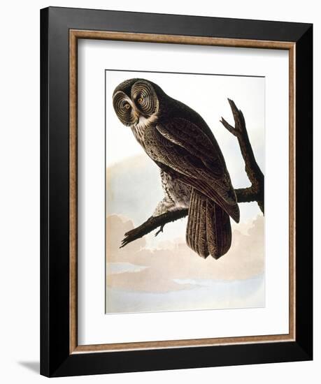 Audubon: Owl-John James Audubon-Framed Giclee Print