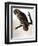 Audubon: Owl-John James Audubon-Framed Giclee Print