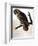 Audubon: Owl-John James Audubon-Framed Giclee Print