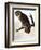 Audubon: Owl-John James Audubon-Framed Giclee Print