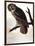 Audubon: Owl-John James Audubon-Framed Giclee Print