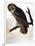 Audubon: Owl-John James Audubon-Framed Giclee Print