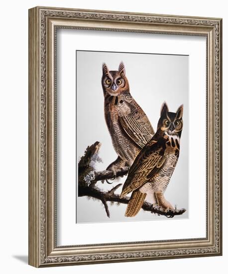 Audubon: Owl-John James Audubon-Framed Giclee Print